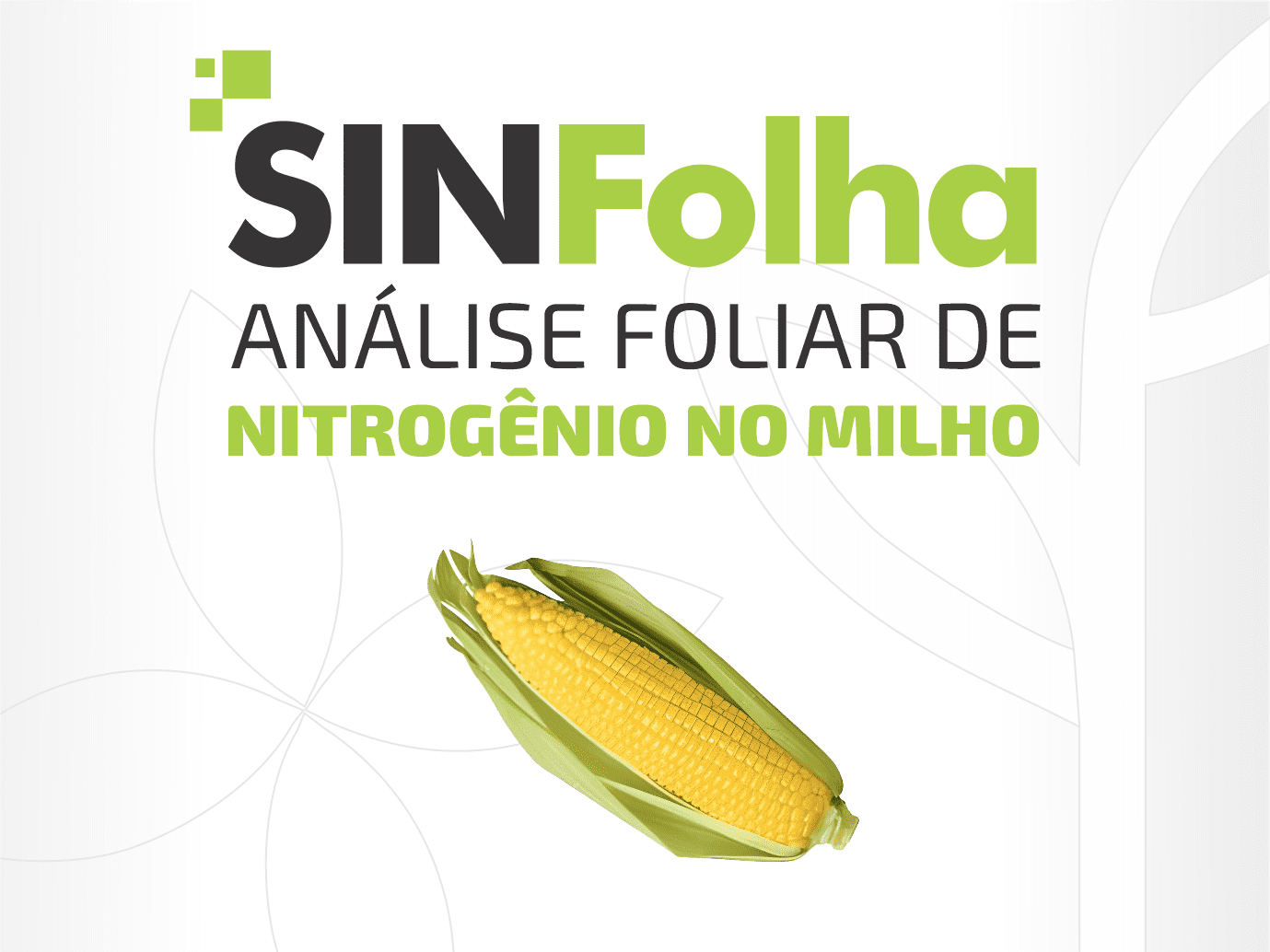 Nitrogênio no milho 